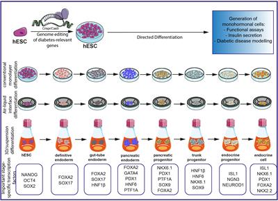 Human Pluripotent Stem Cells Go Diabetic: A Glimpse on Monogenic Variants